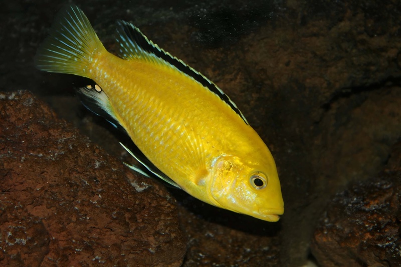 Labidochromis caeruleus 'Kakusa'